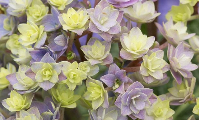 10 heerlijke nieuwe hortensia’s