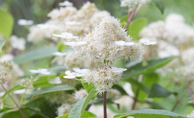 10 heerlijke hortensia’s
