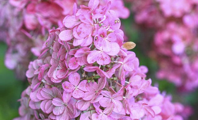 10 heerlijke hortensia’s