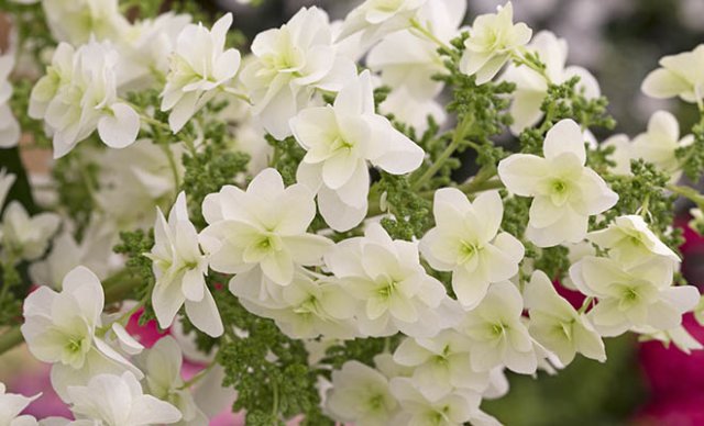 10 heerlijke hortensia’s