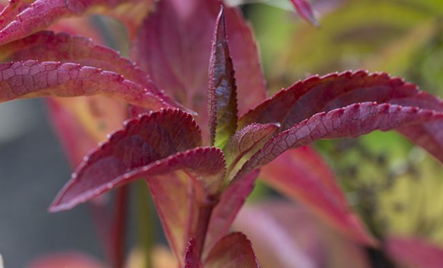 10 heerlijke hortensia’s