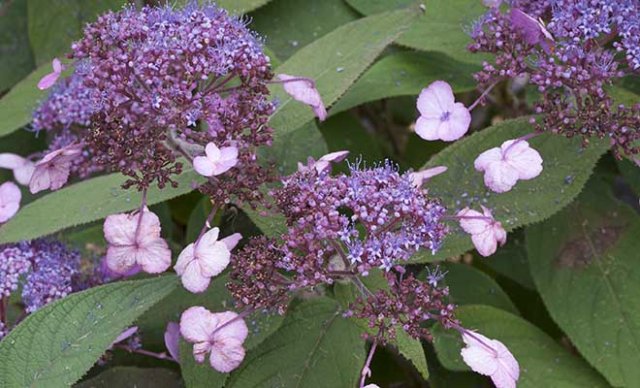 10 heerlijke hortensia’s