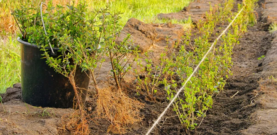 Afbeelding Heesters planten met kale wortel of kluit