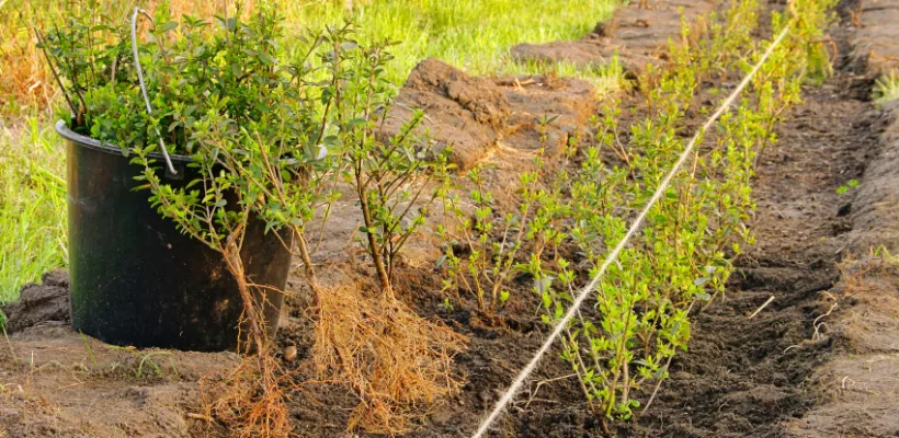 Haagje planten met kale wortel of kluit (video)