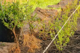 Kale wortel of kluit