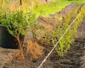 Haagje planten met kale wortel of kluit (video)