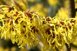 Tien vroegbloeiende heesters