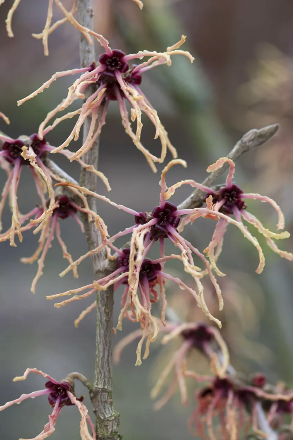Afbeelding Hamamelis x intermedia ‘Strawberries and Cream’