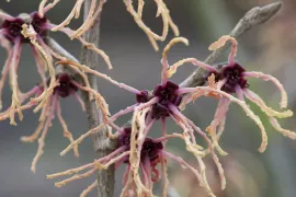 Hamamelis x intermedia ‘Strawberries and Cream’