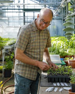 Reuzenkruisdistel: een blikvanger en krachtige bijenplant