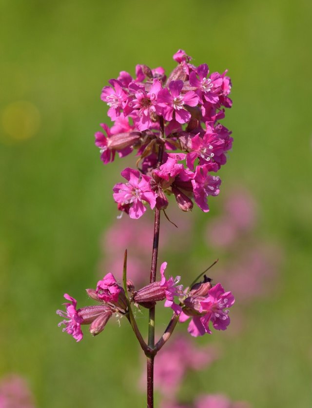 Lychnis: van prikneus tot koekoeksbloem