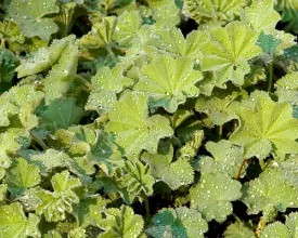 Vrouwenmantel (Alchemilla) terugsnoeien (video)
