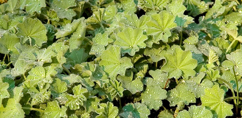 Vrouwenmantel (Alchemilla) terugsnoeien (video)