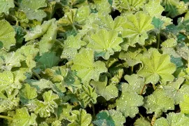 Vrouwenmantel (Alchemilla) terugsnoeien (video)