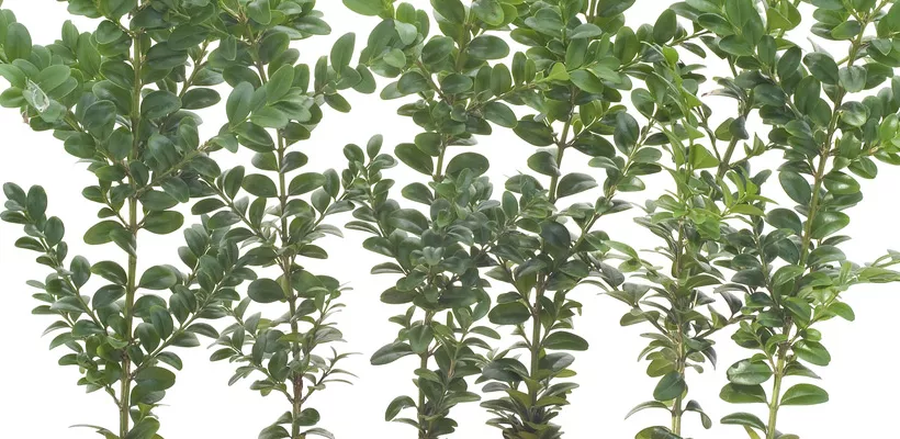 Buxus stekken (video)