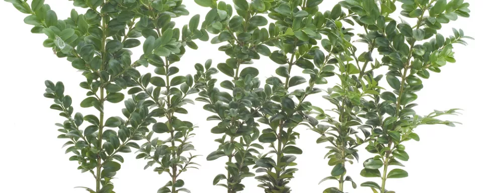 Afbeelding Buxus stekken (video)