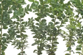 Buxus stekken (video)