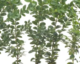 Buxus stekken (video)