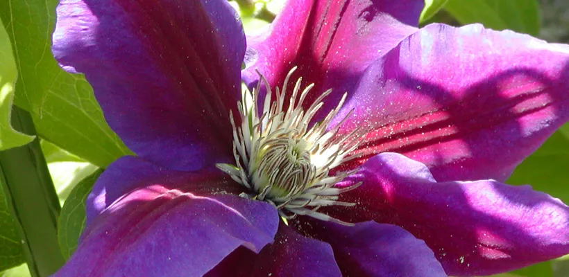 Clematis planten (video)