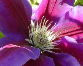Clematis planten (video)
