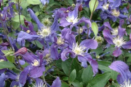 De beste clematis TOP 10