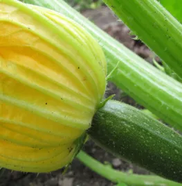 Courgette kweken