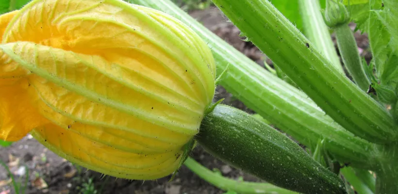 Courgette kweken