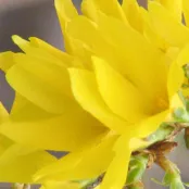 Forsythia snoeien