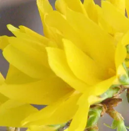 Forsythia snoeien