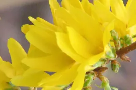 Forsythia snoeien