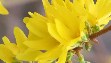 Forsythia snoeien