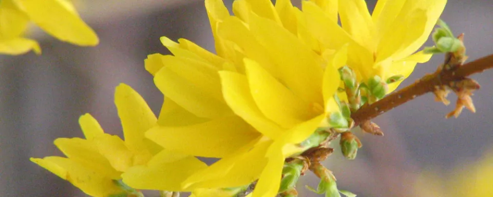 Afbeelding Forsythia snoeien