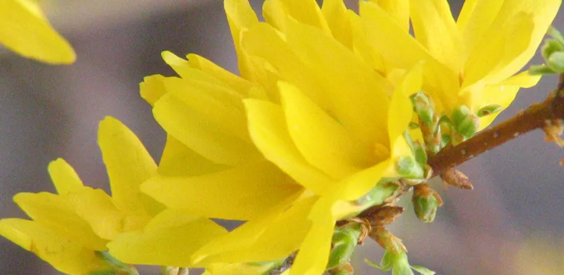 Forsythia snoeien