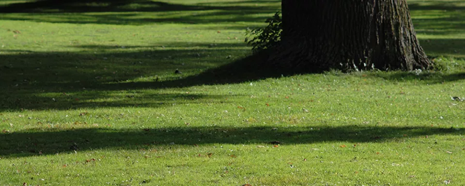 Afbeelding Gazon verticuteren en bijwerken na de winter (video)