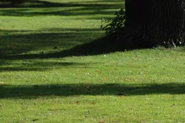 Gazon verticuteren en bijwerken na de winter (video)