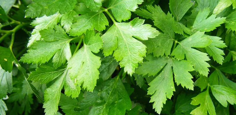 Hoe kweek ik peterselie?