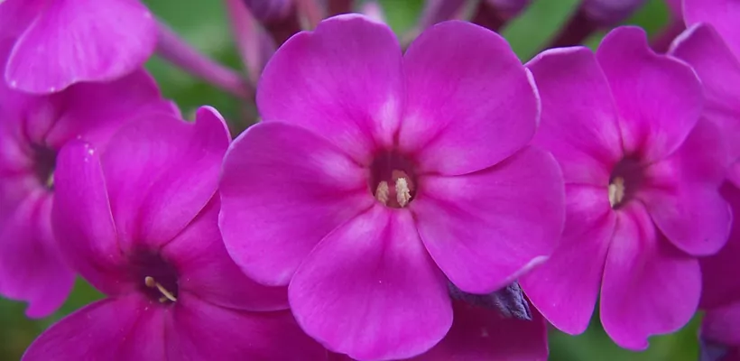 Vaste planten langer in bloei (video)