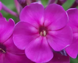 Vaste planten langer in bloei (video)