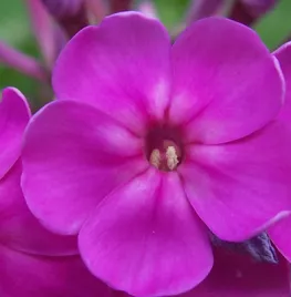 Vaste planten langer in bloei (video)