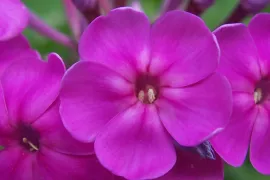 Vaste planten langer in bloei (video)