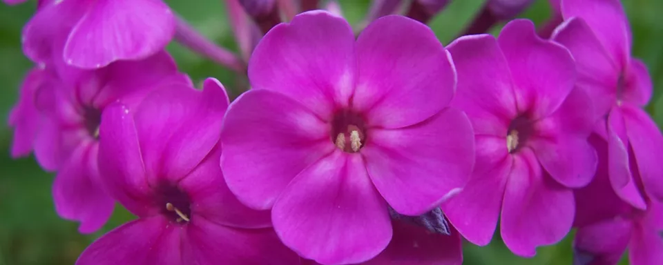 Afbeelding Vaste planten langer in bloei (video)