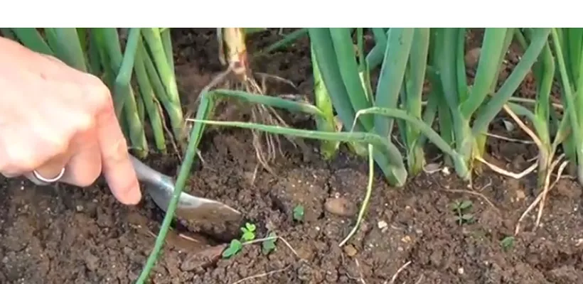 Stengelui zaaien (video)