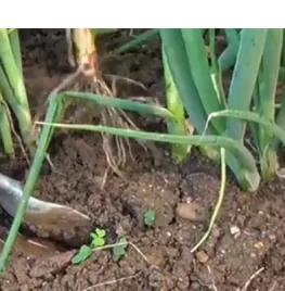 Stengelui zaaien (video)