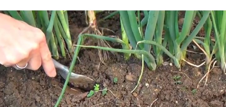 Stengelui zaaien (video)