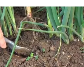 Stengelui zaaien (video)