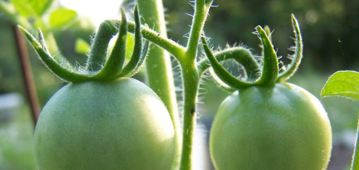 Tomaten ‘dieven’ (video)