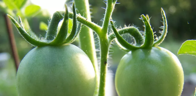 Tomaten ‘dieven’ (video)