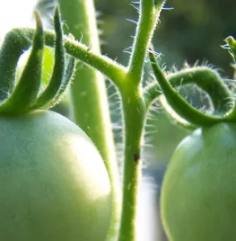 Tomaten ‘dieven’ (video)