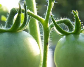 Tomaten ‘dieven’ (video)