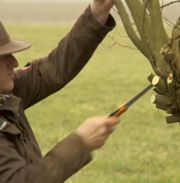 Wilg knotten (video)